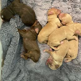 Australian Labradoodle and Double Doodle Puppies from Little Kingdom Doodles