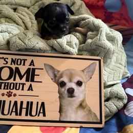 Boy 2 - Blue brindled fawn male Chihuahua puppy in Scranton, Pennsylvania from Grammy Farm