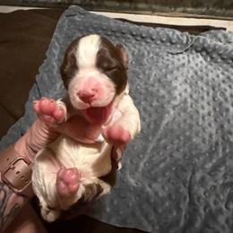 Girl 4 dark purple - Liver and white female English Springer Spaniel puppy in Lufkin, Texas from Shifletknight Springer Spaniels
