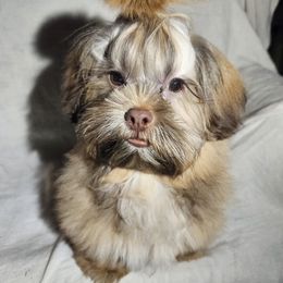Shih Tzu Puppies from Adrianas Beautiful Shitzu’s