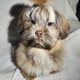 Shih Tzu Puppies from Adrianas Beautiful Shitzu’s