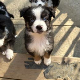 Brice - Black tri male Miniature Australian Shepherd puppy in Phillipsburg, New Jersey from Dusty Dogs Miniature Australian Shepherds