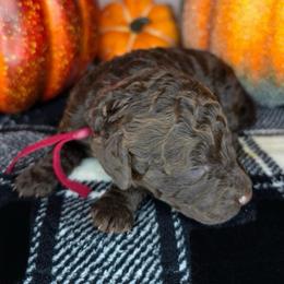 Frieda - Chocolate female Goldendoodle puppy in Hobbs, New Mexico from Penny Doodles