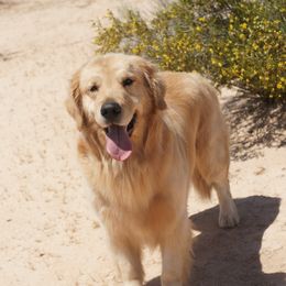 Jax - Golden Retriever
