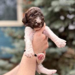Parti boy - male Bernedoodle puppy in Blue Springs, Missouri from Jeanie’s Doodles