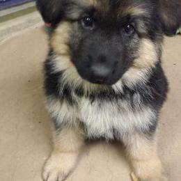 German Shepherd Puppies from Silver Knight Shepherds