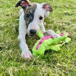 Phantom - White and red brindle Whippet puppy in Canton, Georgia from Ahava Kennels
