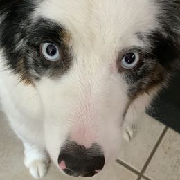 Aussiedoodles, Australian Shepherds, and Poodles from Rocking A Doodles
