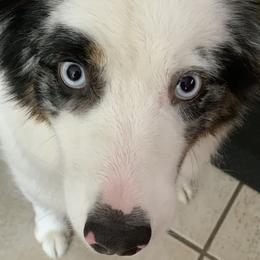 Aussiedoodles, Australian Shepherds, and Poodles from Rocking A Doodles