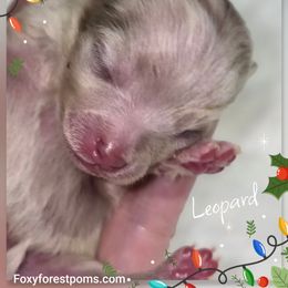 Leopard - Chocolate merle male Pomeranian puppy in Eatonville, Washington from Foxy Forest Poms