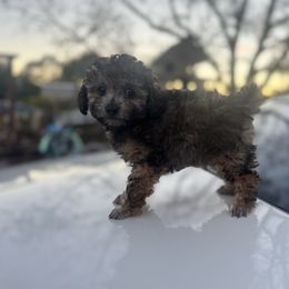 Saffron aka Ronnie - Phantom male Poodle puppy in Anderson, South Carolina from Stephanie’s Signature Poodles inspired by Sherry Lynn LLC
