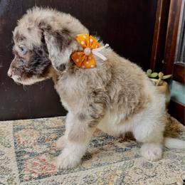 Peaches - Merle female Labradoodle puppy in Candler, North Carolina from Maple Bakin’ Doodles