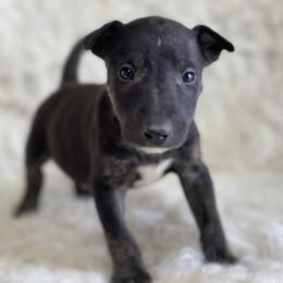 Bull Terrier and Poodle Puppies from The Dynasty