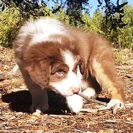 Carla - Red tri-color female Australian Shepherd puppy in Cripple Creek, Colorado from Laughing Crow Aussies