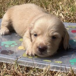 Tripp - Red collar - Cream male Dachshund puppy in Durant, Oklahoma from Rockin’ S Kennel