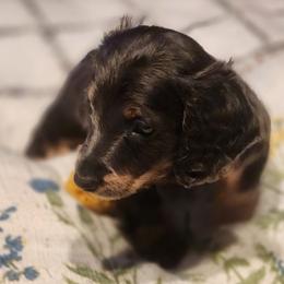 Dachshund Puppies from Darling Dachshunds