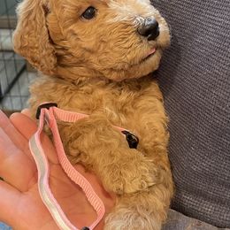 Goldendoodle Puppies from FurEver Friends Doodles