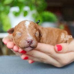 Ref - Red male Cavapoo puppy in Salado, Texas from Red Ranch Dogs