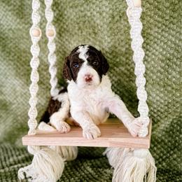 Clover - Chocolate male Labradoodle puppy in Elizabeth City, North Carolina from Howdy Doodles