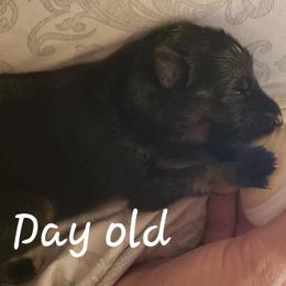 German Shepherd Puppies from Central Coast German Shepherds