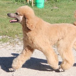 Poodles from New Frontier Service Dogs