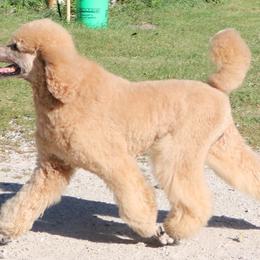 Poodles from New Frontier Service Dogs