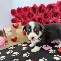 Sunny - Black and tan female Pembroke Welsh Corgi puppy in Millsap, Texas from Punchy Pembroke Ranch