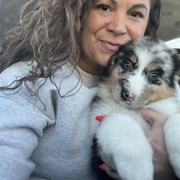 Aussiedoodle, Australian Shepherd, Poodle, Shihpoo, and Shih Tzu Puppies from Rockiń N Kennel