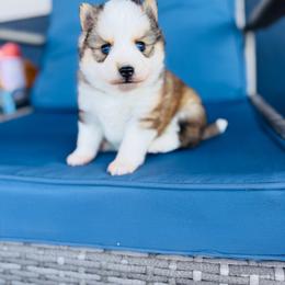 Apple Jacks - Wolf sable female Pomsky puppy in Yavapai County, Arizona from Pawsh Pomskies
