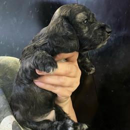 Parsnip Girl 2 - Cream female Dachshund puppy in Bigfork, Minnesota from Dachshunds Up North