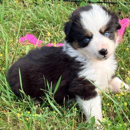 Dandy - Black tri male Miniature Australian Shepherd puppy in Rensselaer, Indiana from Geri's Dogs