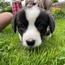 Cypress (Black Collar) - Black and white male Cardigan Welsh Corgi puppy in Clio, Michigan from Old Oak Cardigans