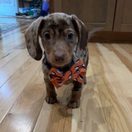 Dachshund Puppies from Salchi Dog miniature dachshunds