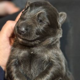 Wednesday- Purple Collar - Blue female German Shepherd puppy in Barnhart, Missouri from Combat Creek German Shepherds