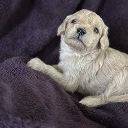 Thyme - Cream male Goldendoodle puppy in Waynesboro, Virginia from Forest Creek Kennel