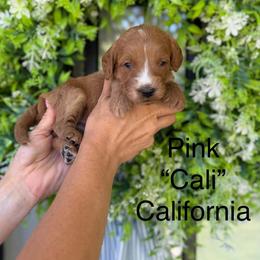 California - Red  female Goldendoodle puppy in Springville, Utah from JW Doodles