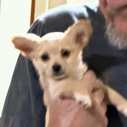 Stark - Fawn male Chihuahua puppy in Seneca, Missouri from Stephanie’s Puppy Colony