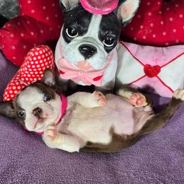 Emily - Red female Boston Terrier puppy in Millers Creek, North Carolina from Tumbling Shoals Hilltop Bostons