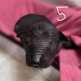 5 - Dark brown female Xoloitzcuintli puppy in Pierson, Michigan from Mickam's Xolo's