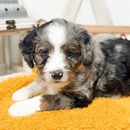 Twig - Blue merle male Bernedoodle puppy in Henry, Illinois from Rowe Farms Doodles