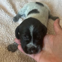 Wirehaired Pointing Griffon Puppies from Hall's TX Griffons