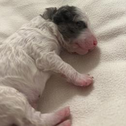 Marshmallow - Grey and white male Bernedoodle puppy in Silver Lake, Indiana from ‘Mut’zger Doodles