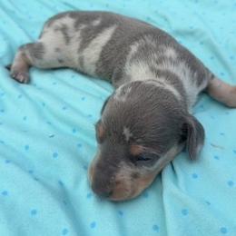 Dachshund Puppies from Shazia Sultan