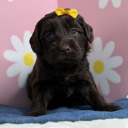 Aurora - Chocolate female Australian Labradoodle puppy in Citrus Heights, California from Elite Blend Labradoodles