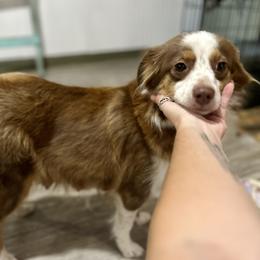 Shelia - Toy Australian Shepherd