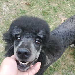 Eve - Poodle