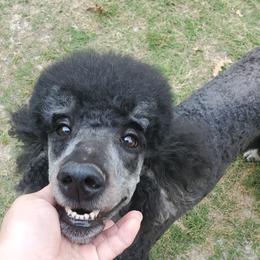 Eve - Poodle
