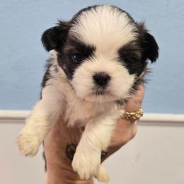 Howeie - Brindle and white male Shih Tzu puppy in Carthage, Missouri from Cooley's Cuddle Pups