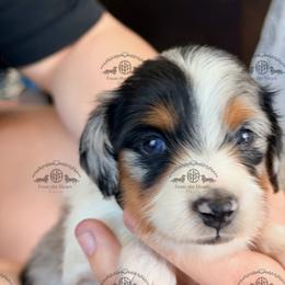 Mr. Black-4000 - Dapple male Dachshund puppy in Sparr, Florida from From the Heart Doxies