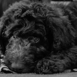 French Bulldogs and Poodles from Storybook Standards